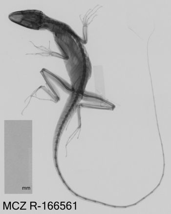 Media type: image;   Herpetology R-166561 Aspect: dorsoventral x-ray